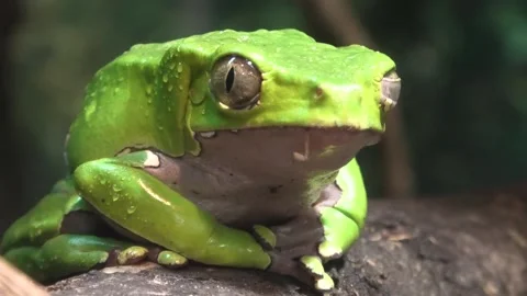 Waxy Monkey Tree Frog Vivid Close-up and Breathing Action Stock Footage 338016591