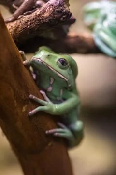 Waxy tree frog sitting Stock Photos