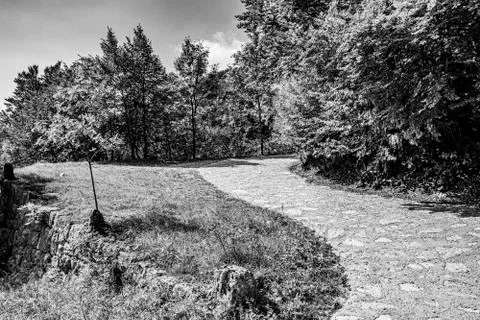 Way among green trees two Stock Photos