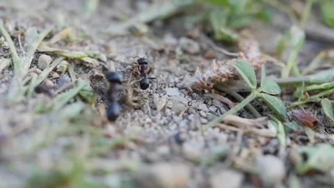 The Way Of The Ants Stock Footage 236719355