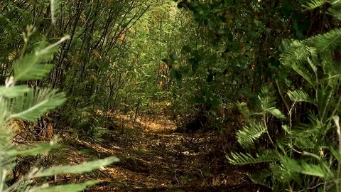 Way between shrubs Stock Footage 79032296