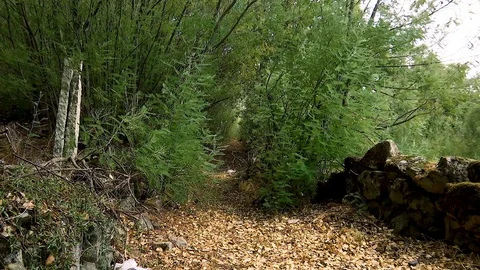 WAY BETWEEN SHRUBS SHORT Stock Footage 90182790