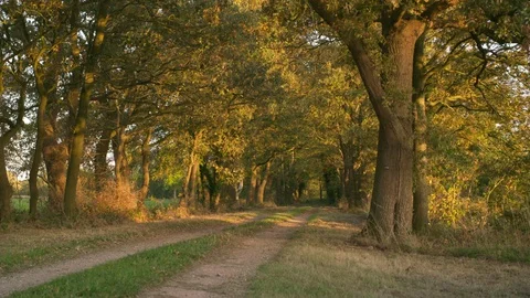 Way between the trees in the Netherlands 스톡 동영상 128579560