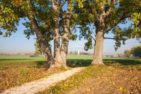 Way between trees Stock Photos