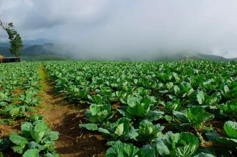 The way of cabbage field Stock-Fotos