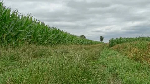 Way in the cornfield Stock Photos