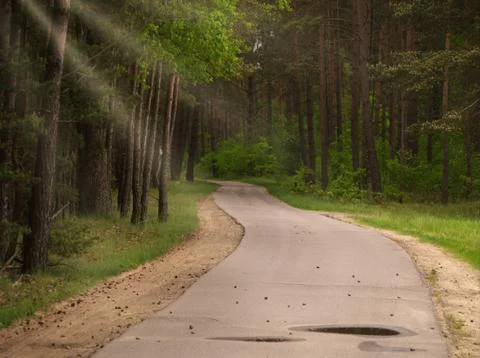 The way into the dark forest Foto stock