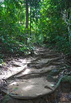 Way in deep forest Stock Photos