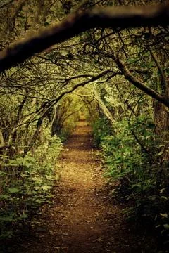 Way in deep forest Foto stock