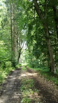 Way in deepest old forest Stock Photos