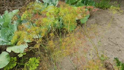 By the way, dill grows on a garden plot, close-up Video stock 306166502