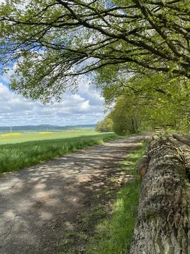 Way on the edge of the forest Stock Photos