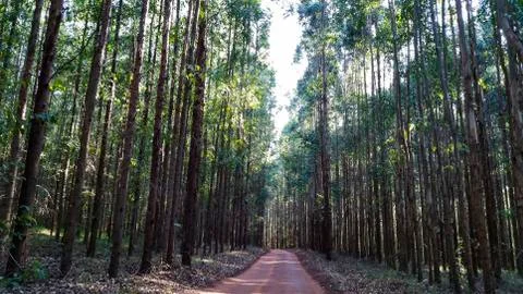 Way in the eucalyptus forest. Stock Photos