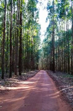 The way in the eucalyptus forest in red soil. Brazil. Stock Photos