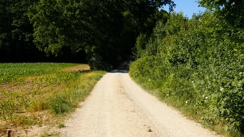 Way from field to forest Stock Footage 89673314