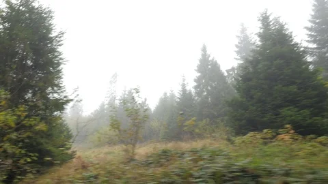 Way by Footpath Through Forest Autumn Foggy Day Coniferous and Deciduous Trees Stock Footage 71649459