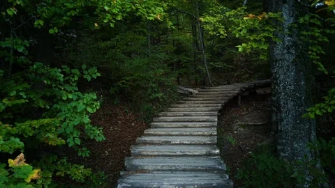 Way in forest, Croatia Stock Footage 75237772