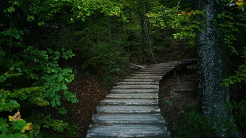Way in forest, Croatia Vídeos de archivo 75238998