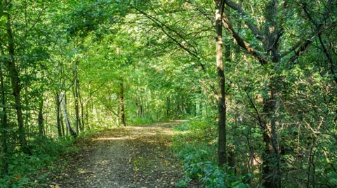Way in Forest Stock Footage 30551430