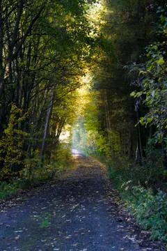 Way in the forest Stock Photos