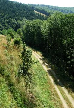 Way forest Stock Photos