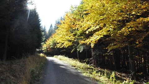 Way forest Stock Photos