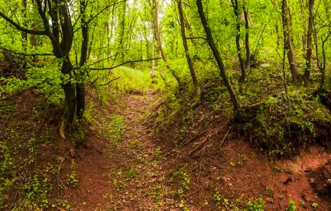 Way in forest Stock Photos