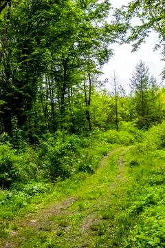 Way in forest Stock Photos