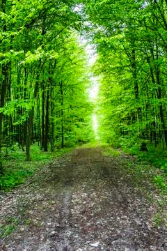 Way in forest Stock Photos