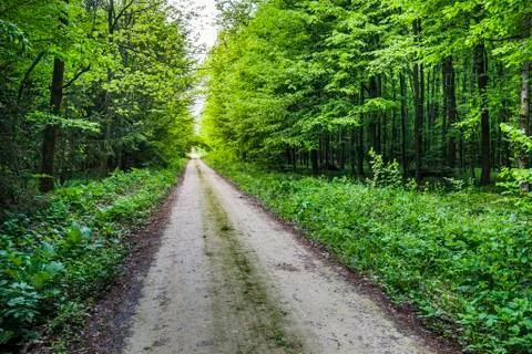 Way in forest Stock Photos