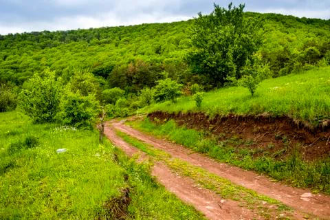 A way to the forest Stock Photos