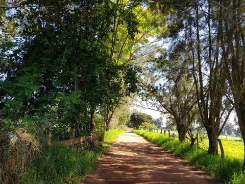 Way in forest Stock Photos