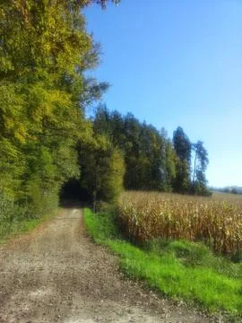 WAY  in the  FOREST Foto stock