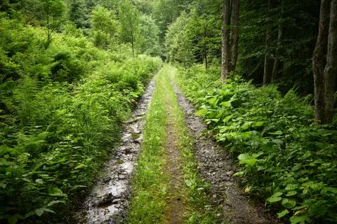 Way in the forest Stock Photos