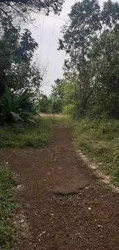 A way in the forest Stock Photos