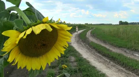 Way Home Stock Footage 11797687