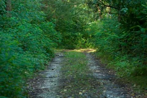 Way inside the forest Fotos Stock