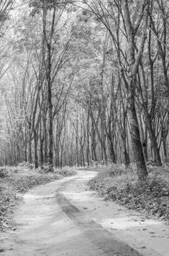 The way to the nature Stock Photos