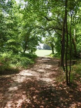 The-way-out-of-the-woods Stock Photos