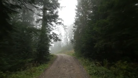 Way by Road Through Forest Cross by the Fotpath Autumn Foggy Day Coniferous Stock Footage 71650546