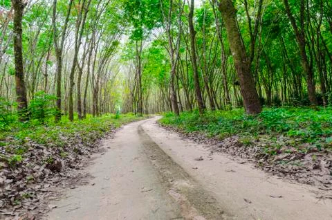 Way to rubber tree Foto stock