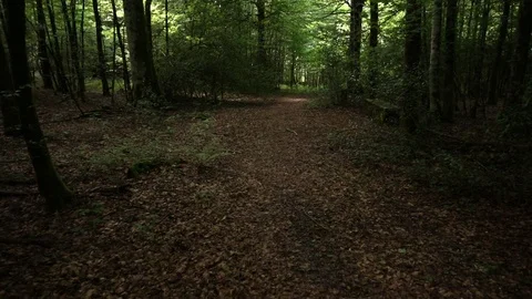 Way of Saint James through a forest of Navarre Stock Footage 95623925