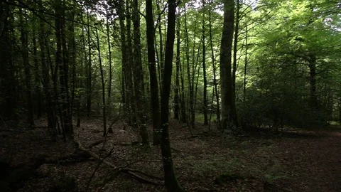Way of Saint James through a forest of Navarre Stock Footage 95624370