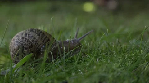 THE WAY SNAIL Stock Footage 54081915