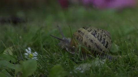 THE WAY SNAIL Stock Footage 54081946