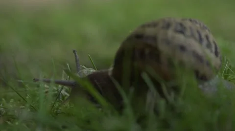 THE WAY SNAIL Vídeos de archivo 54081969