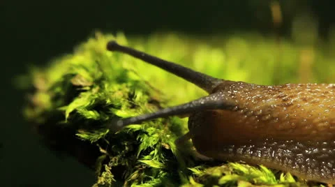Way of a snail. Macro. Real time Stock Footage 23266288