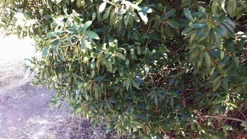 On the way to the spring. Tree, path. Stock video Stock Footage 125506459