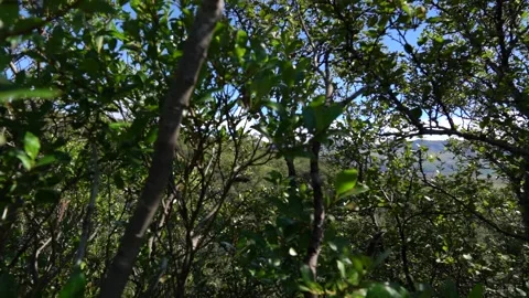 Way to Svartifoss Stock Footage 151794928