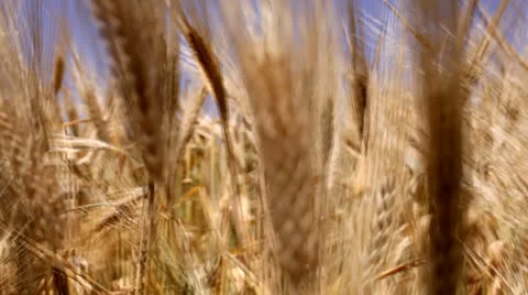 Way through the ears Video stock 26144995